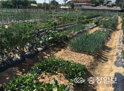 청주시, 도심 속 텃밭 운영으로 식(植)집사 되어보기!
