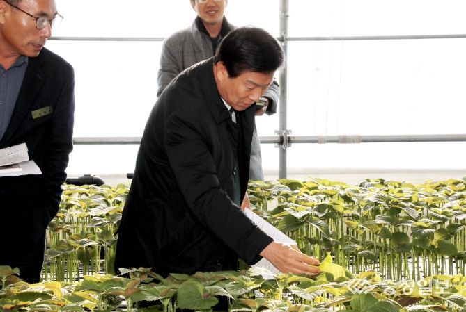 지난 8일 금성면 일원 깻잎농가에 방문한 박범인 금산군수
