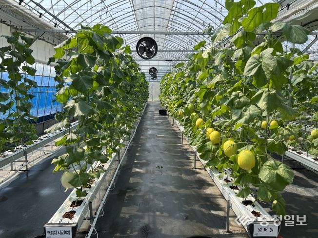 농촌 활력 도시 음성, 기후대응 농업으로 경쟁력 높인다-기후대응농업(네트·무네트계 멜론 실증재배 모습)