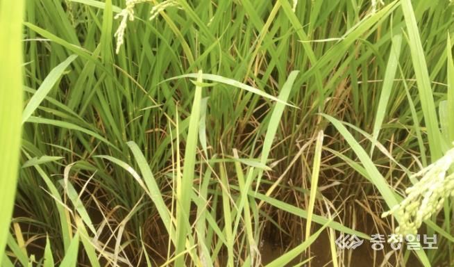 잎집무늬마름병 사진