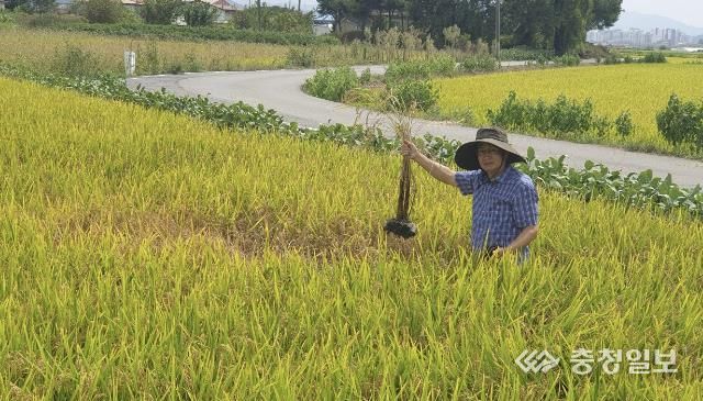 농업기술센터 최기식 팀장이 상황을 파악하는 모습
