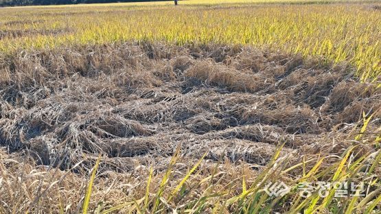 서천군, 농업재난지원금 65억여 원 지급