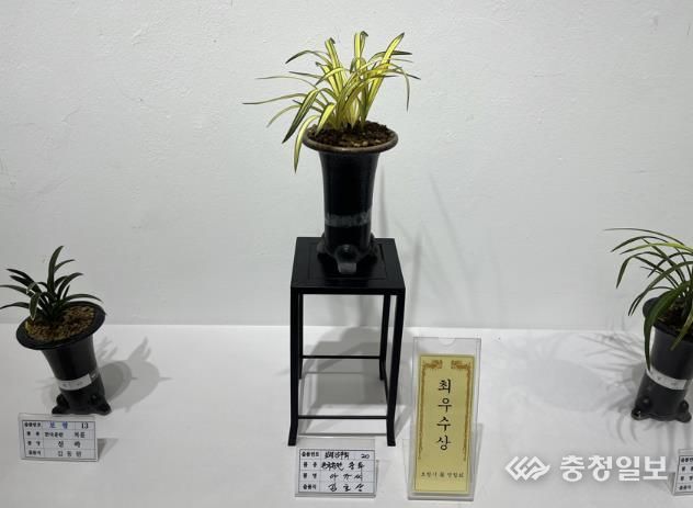 2024 보령시 난 연합회 가을 전시회 사진