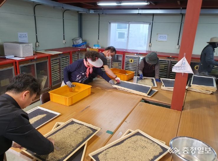 세종시 조치원배 품질 향상 위한 꽃가루은행 운영 시작