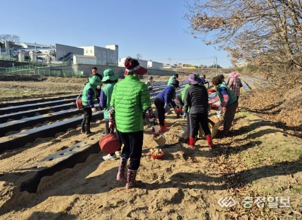 음성군 삼성면 새마을협의회·부녀회, ‘사랑의 감자 심기’ 진행