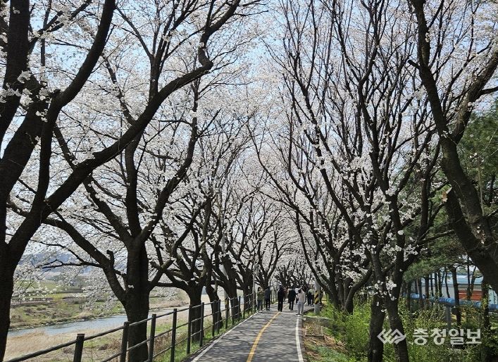 조치원 봄꽃축제, 꽃길 찾은 상춘객 발길에 성료