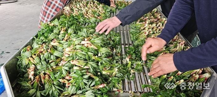 비봉산 선도산림경영단지에서 엄나무순 출하를 위한 준비작업을 하고 있다.