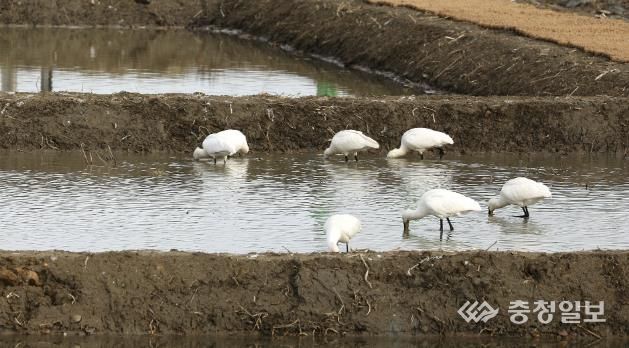 서산버드랜드 동쪽에 마련된 생태습지에서 관찰된 철새 모습