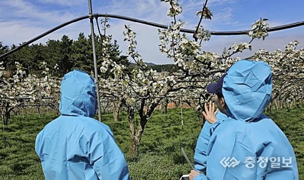 과수화상병 예찰 모습