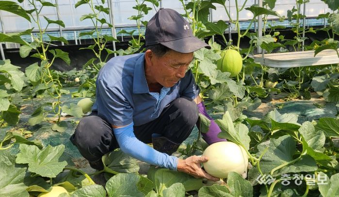 1. 천안멜론농촌지도자회 이필영씨가 하늘그린 멜론 수확을 준비하고 있다.