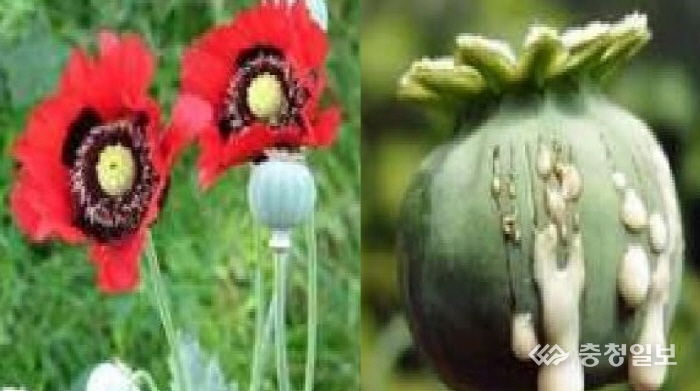 마약 양귀비(검은 반점이 크고 뚜렷)