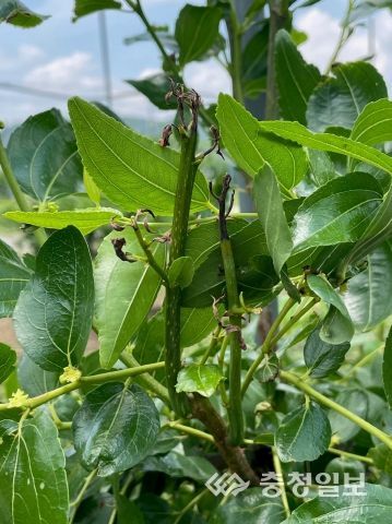 왕대추 신초 고사